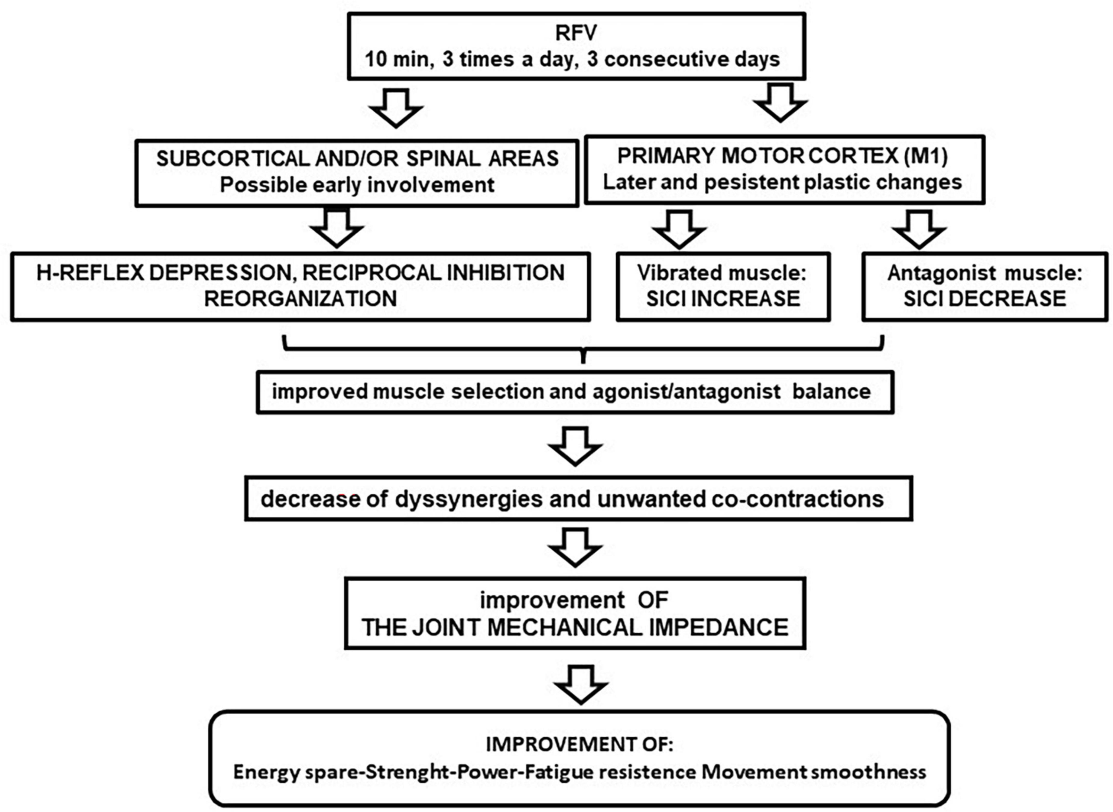 Plastic changes induced by muscle focal vibration: A possible mechanism for long-term motor improvements